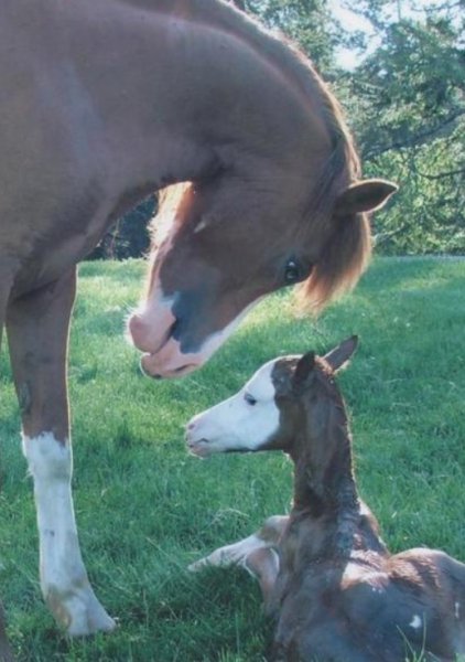 pony-mare-nuzzling-foal