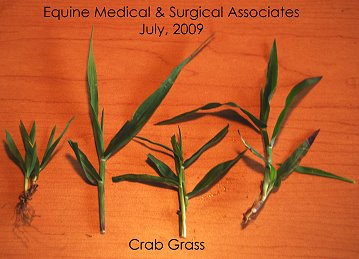 crabgrass