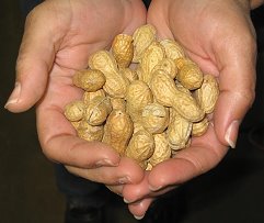 Peanuts