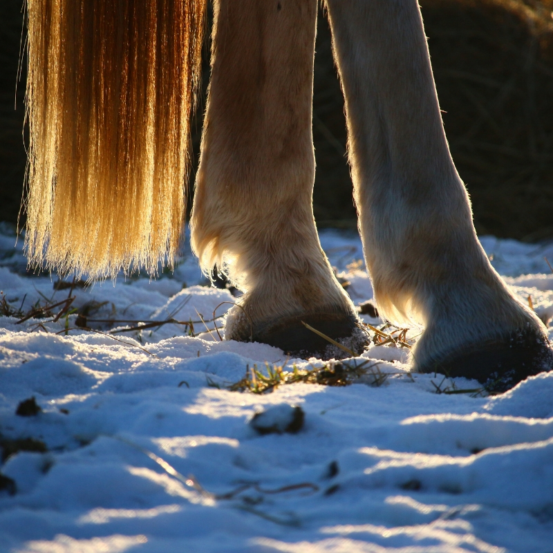 Safety Tips For Riding Your Horse In The Winter | Equine Medical